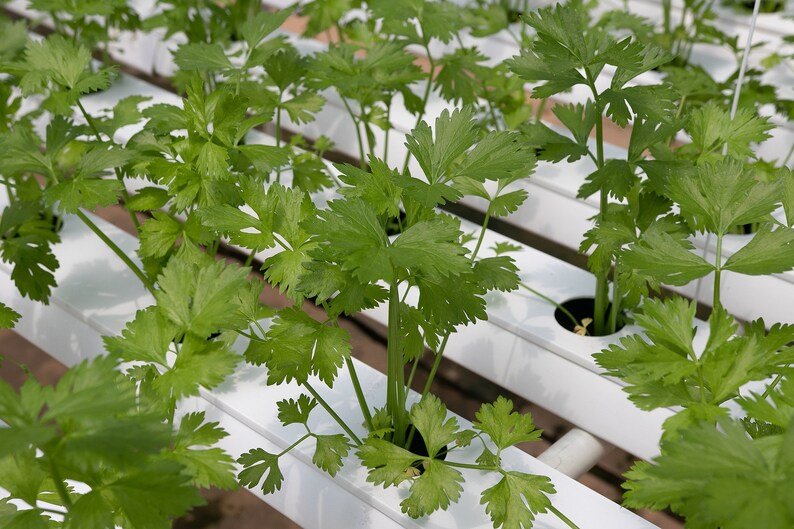 100X Seeds Coriander Seeds Eureka Slow Bolt Seeds Plant Home Garden #lpau
