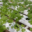 100X Seeds Coriander Seeds Eureka Slow Bolt Seeds Plant Home Garden #lpau