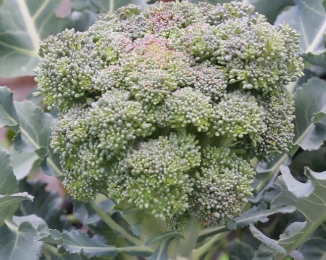 100X Seeds Broccoli 'Di Ciccio' Italian Heirloom Vegetable Seeds Plant Home Garden #lpau