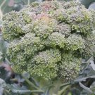 100X Seeds Broccoli 'Di Ciccio' Italian Heirloom Vegetable Seeds Plant Home Garden #lpau