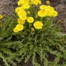 100X Seeds DANDELION Taraxacum officinale Flower Seeds Plant Home Garden #lpau