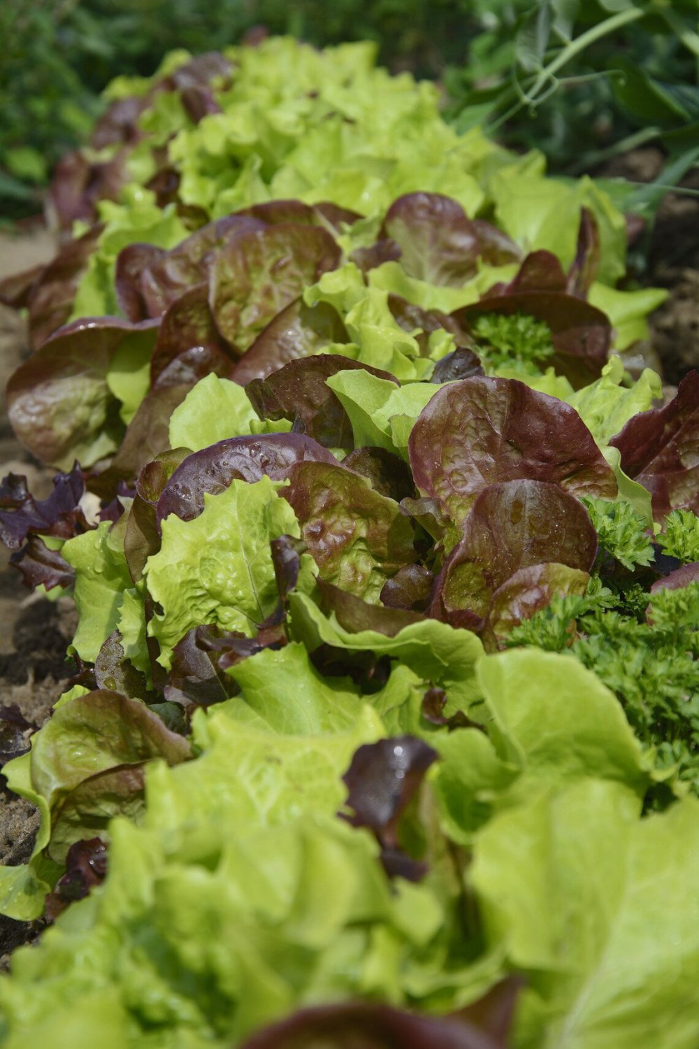 800X Seeds Lettuce Mixed Vegetable Seeds Plant Home Garden #lpau