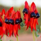 20X Seeds Sturts Desert Pea (Swainsona formosa) Flower Seeds Plant Home Garden #lpau
