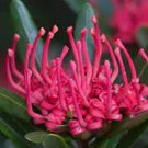5X Seeds Telopea truncata Flower Seeds Plant Home Garden #lpau