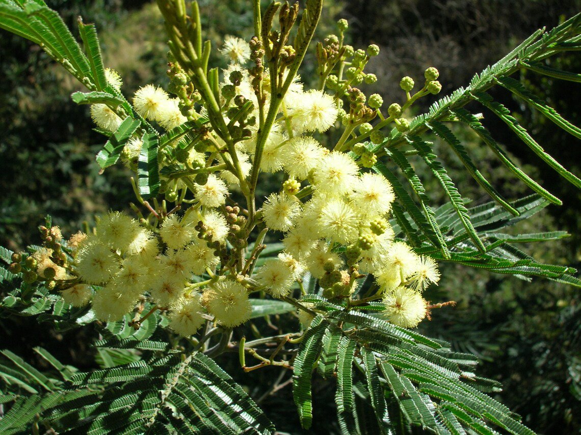30X Seeds Black Wattle Tre Flower Seeds Plant Home Garden #lpau