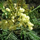 30X Seeds Black Wattle Tre Flower Seeds Plant Home Garden #lpau