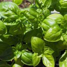 300X Seeds Sweet Basil Genovese Vegetable Seeds Plant Home Garden #lpau