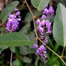 20X Seeds Hardenbergia violacea Flower Seeds Plant Home Garden #lpau