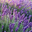 50X Seeds LAVENDER 'True English' Flower Seeds Plant Home Garden #lpau