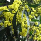 50X Seeds GOLDEN WATTLE (Acacia pycnantha) Flower Seeds Plant Home Garden #lpau