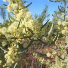 30X Seeds Acacia victoriae Gundabluey/bardi bush Flower Seeds Plant Home Garden #lpau