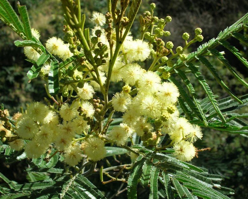 50X Seeds Black Wattle Tree Seeds (Acacia mearnsii) Flower Seeds Plant Home Garden #lpau