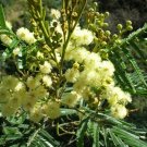 50X Seeds Black Wattle Tree Seeds (Acacia mearnsii) Flower Seeds Plant Home Garden #lpau