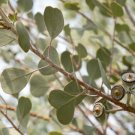 30X Seeds Eucalyptus websteriana Heart Leaf Flower Seeds Plant Home Garden #lpau