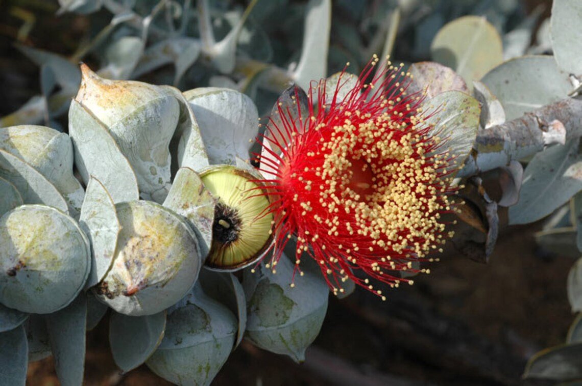 50X Seeds Eucalyptus macrocarpa Australian Bush Rose Flower Seeds Plant Home Garden #lpau