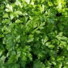 500X Seeds PARSLEY Italian Flat Leaf Vegetable Seeds Plant Home Garden #lpau