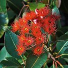 30X Seeds Corymbia ficifolia Red Flower Seeds Plant Home Garden #lpau