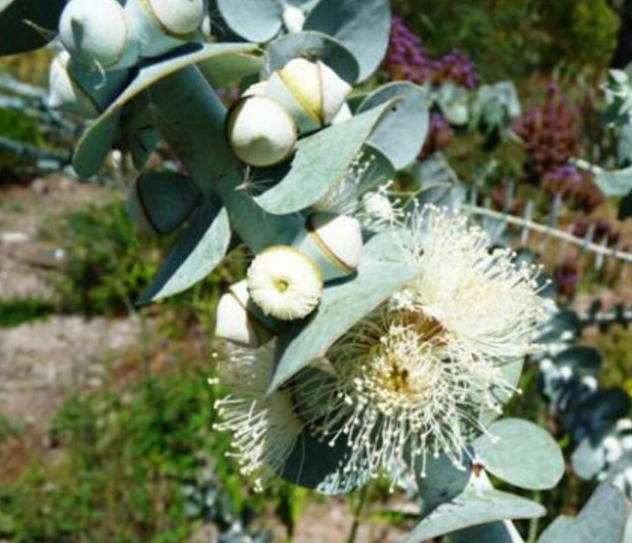 30X Seeds Silver dollar Eucalyptus pulverulenta Flower Seeds Plant Home Garden #lpau