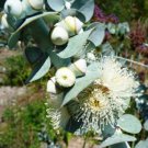 30X Seeds Silver dollar Eucalyptus pulverulenta Flower Seeds Plant Home Garden #lpau