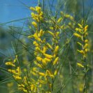 40X Seeds Acacia burkittii Burkitt's wattle Flower Seeds Plant Home Garden #lpau