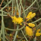 30X Seeds Acacia aneura Mulga Flower Seeds Plant Home Garden #lpau