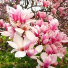 25X Seeds Liriodendron Chinensis Chinese Magnolia Flower Seeds Plant Home Garden #lpau