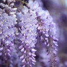 10X Seeds Wisteria, Bolusanthus Speciosa Flower Seeds Plant Home Garden #lpau
