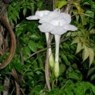 20X Seeds China Doll/Asian Bell Tree Flower Seeds Plant Home Garden #lpau