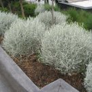 100X Seeds Leucophyta Brownii, Grey Cushion Bush Seeds Plant Home Garden #lpau