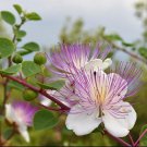 10X Seeds Capparis Spinosa Flower Seeds Plant Home Garden #lpau