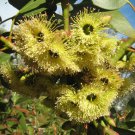 50X Seeds Eucalyptus Grossa Coarse Leaved Mallee Flower Seeds Plant Home Garden #lpau