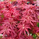 30X Seeds Japanese Maple Acer Palmatum Atropurpureum Flower Seeds Plant Home Garden #lpau