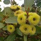 50X Seeds Eucalyptus Preissiana Bell Fruited Mallee Flower Seeds Plant Home Garden #lpau