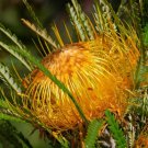 5X Seeds Banksia Formosa Dryandra Formosa Flower Seeds Plant Home Garden #lpau