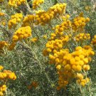 100X Seeds Chrysocephalum Semipapposum Flower Seeds Plant Home Garden #lpau