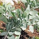 20X Seeds Eucalyptus Tetragona Dalyeruk Gum Seeds Plant Home Garden #lpau