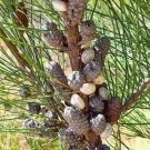 50X Seeds Allocasuarina Lehmanniana Seeds Plant Home Garden #lpau