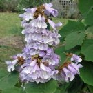 100X Seeds Paulownia Fortunei Princess Tree Seeds Plant Home Garden #lpau