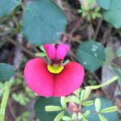 20X Seeds Clover Carpet Kennedia Carinata Seeds Plant Home Garden #lpau