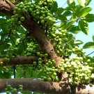 20X Seeds Sandpaper Fig Ficus Seeds Plant Home Garden #lpau