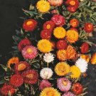 60X Seeds Orange Everlasting Daisy (Xerochrysum Bracteatum) Seeds Plant Home Garden #lpau