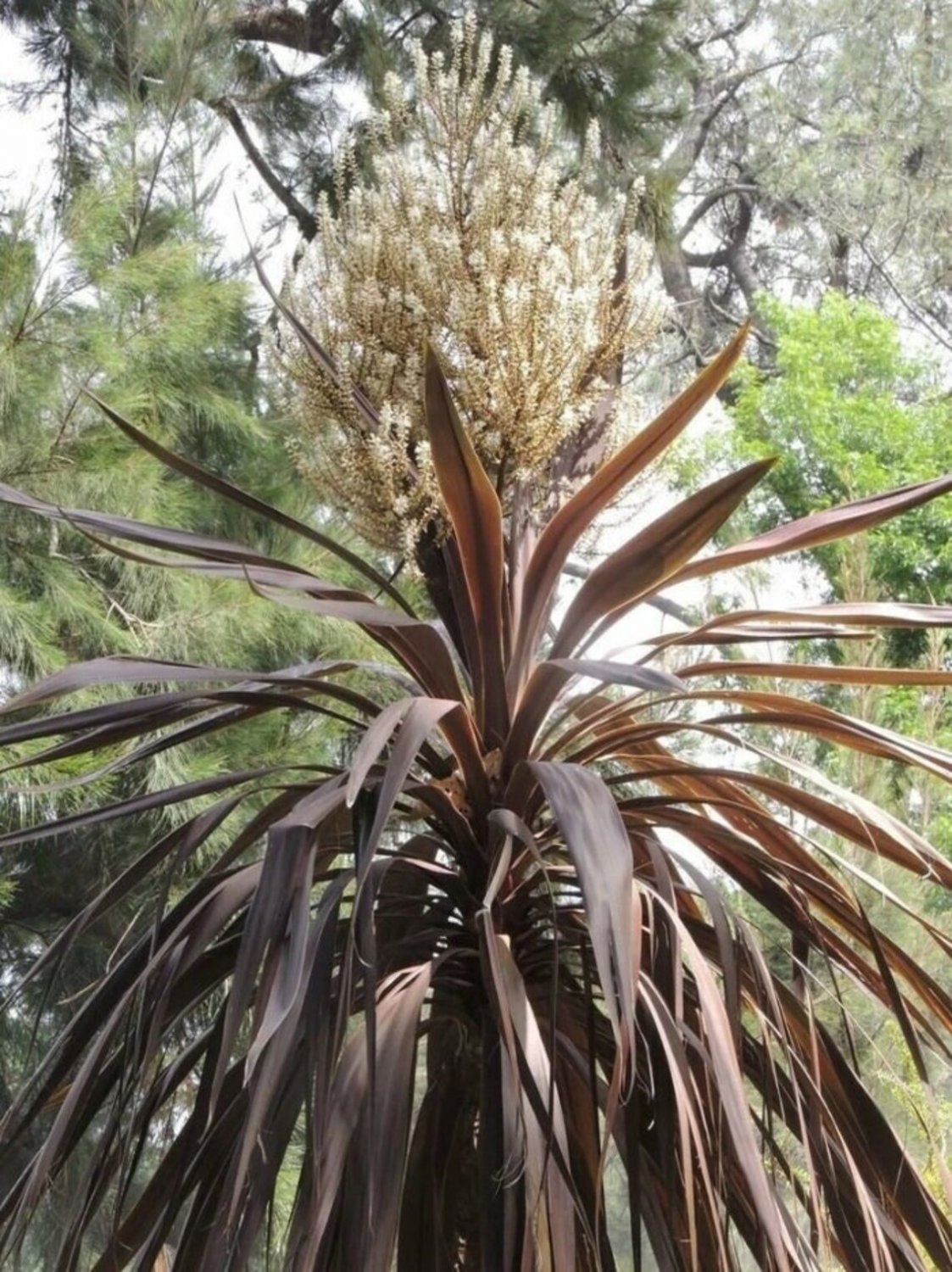 30X Seeds Purple Cabbage Tree Australis Purpurea Seeds Plant Home Garden #lpau