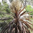 30X Seeds Purple Cabbage Tree Australis Purpurea Seeds Plant Home Garden #lpau