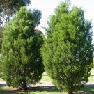 30X Seeds Callitris Tree, Australian Native Plant Seeds Plant Home Garden #lpau