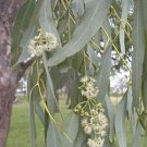 150X Seeds Eucalyptus Coolabah Plant Seeds Plant Home Garden #lpau