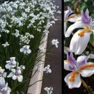 30X Seeds Butterfly White Iris, African Iris Plant Seeds Plant Home Garden #lpau
