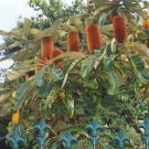 10X Seeds Banksia Robur Swamp Banksia Seeds Plant Home Garden #lpau