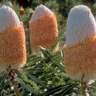 5X Seeds Banksia Prionotes Dwarf Orange Banksia Seeds Plant Home Garden #lpau