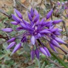 10X Seeds Purple Tassel Lily Sowerbaea Laxiflora Seeds Plant Home Garden #lpau