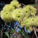 30X Seeds Eucalyptus Pilularis Blackbutt Seeds Plant Home Garden #lpau